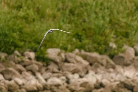 Common tern - Sterna hirundo Stock Photos