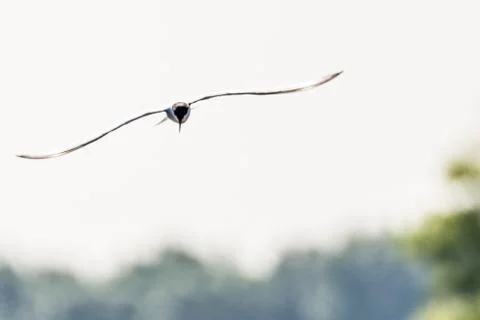 Common tern - Sterna hirundo Stock Photos