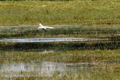 Common tern - Sterna hirundo Stock Photos
