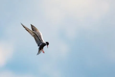 Common tern - Sterna hirundo Stock Photos