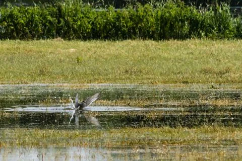 Common tern - Sterna hirundo Stock Photos