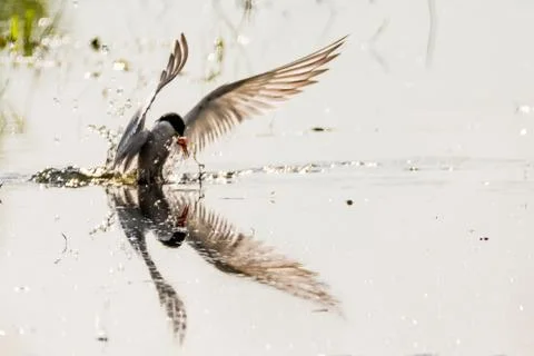 Common tern - Sterna hirundo Stock Photos