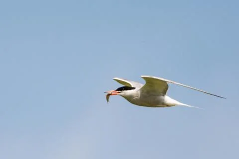 Common tern - Sterna hirundo Stock Photos