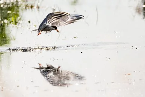 Common tern - Sterna hirundo Stock Photos