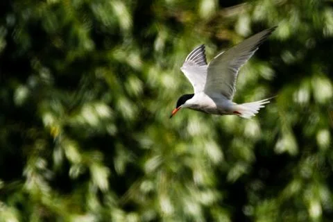 Common tern - Sterna hirundo Stock Photos