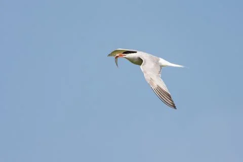 Common tern - Sterna hirundo Stock Photos