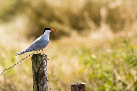 Common tern - Sterna hirundo Stock Photos