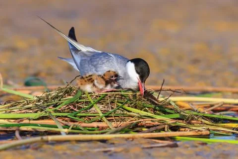Common tern (sterna hirundo) Stock Photos