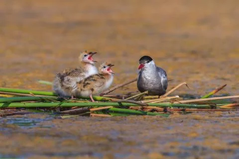 Common tern (sterna hirundo) Stock Photos