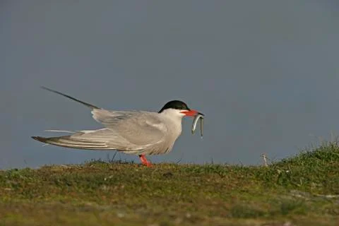 Common tern, Sterna hirundo Foto stock