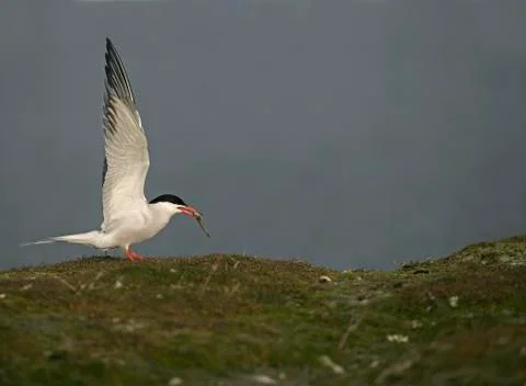 Common tern, Sterna hirundo Stock Photos