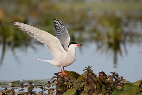 Common tern, Sterna hirundo Stock Photos