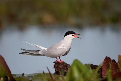 Common tern, Sterna hirundo Stock Photos