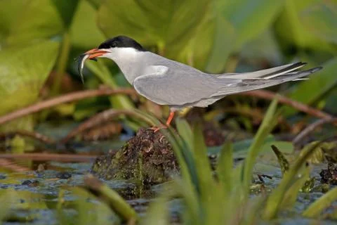 Common tern, Sterna hirundo Stock Photos