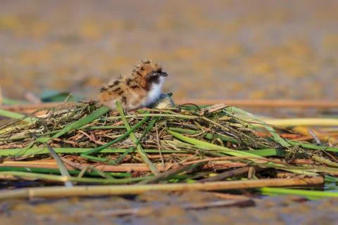 Common tern (sterna hirundo) Stock Photos