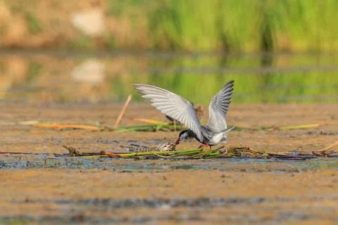 Common tern (sterna hirundo) Stock Photos
