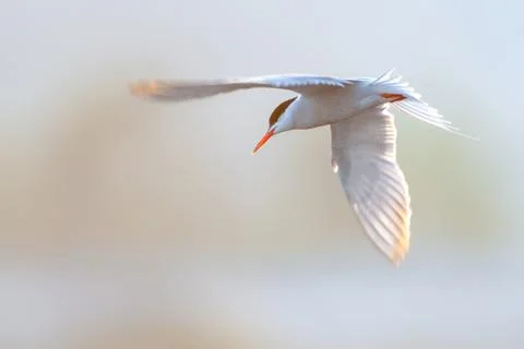 Common Tern, Sterna hirundo Stock Photos