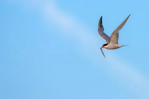 Common Tern, Sterna hirundo Stock Photos
