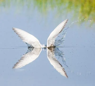 Common Tern, Sterna hirundo Stock Photos