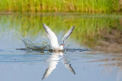 Common Tern, Sterna hirundo Stock Photos