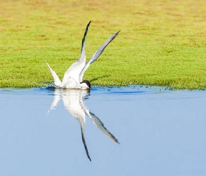 Common Tern, Sterna hirundo Stock Photos