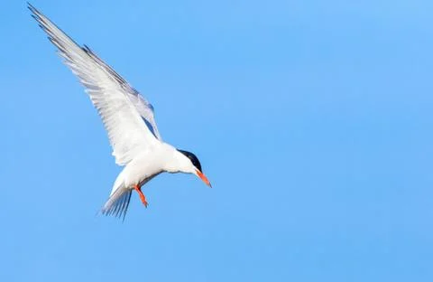 Common Tern, Sterna hirundo Stock Photos