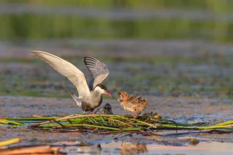 Common tern (sterna hirundo) Stock Photos