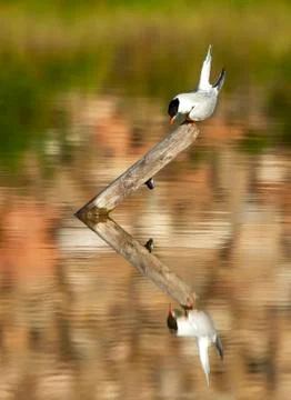 Common Tern, Sterna hirundo Stock Photos