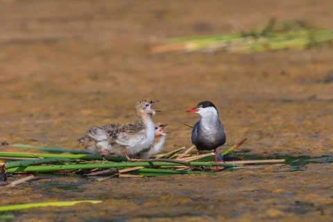 Common tern (sterna hirundo) Stock Photos