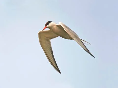Common Tern (Sterna hirundo) Stock Photos