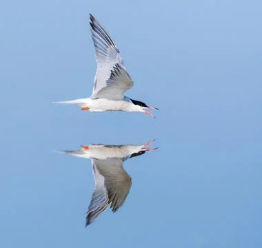Common Tern, Sterna hirundo Stock Photos