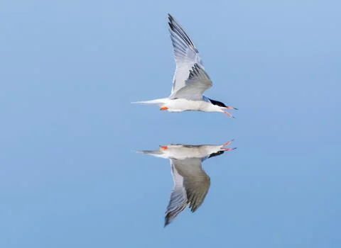Common Tern, Sterna hirundo Stock Photos
