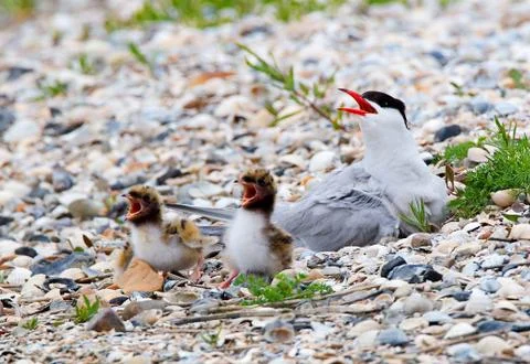 Common Tern, Sterna hirundo Stock Photos