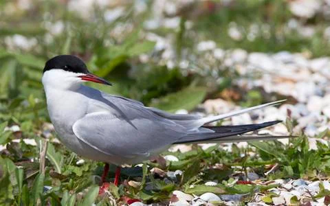 Common Tern, Sterna hirundo Stock Photos