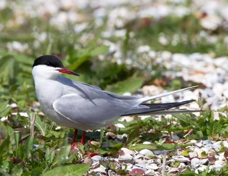Common Tern, Sterna hirundo Stock Photos