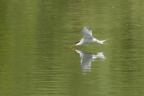 Common tern (Sterna hirundo) Stock Photos