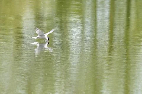 Common tern (Sterna hirundo) Stock Photos