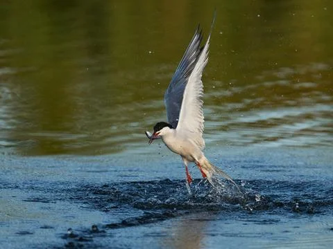 Common tern (Sterna hirundo) Stock Photos