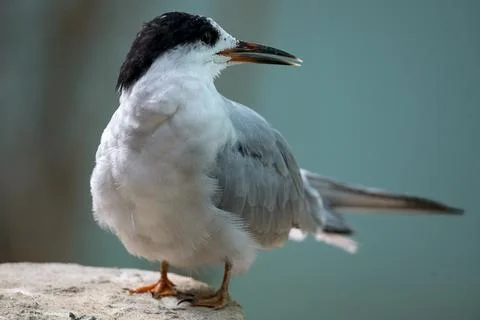 The Common Tern (Sterna hirundo). Stock Photos