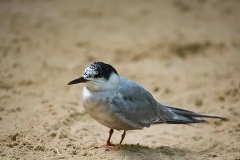 The Common Tern (Sterna hirundo). Stock Photos