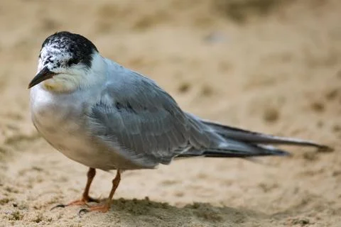 The Common Tern (Sterna hirundo). Stock Photos