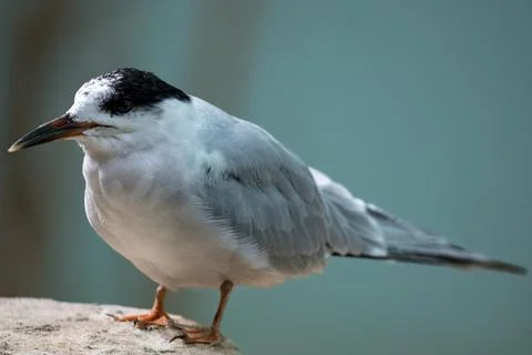 The Common Tern (Sterna hirundo). Stock Photos