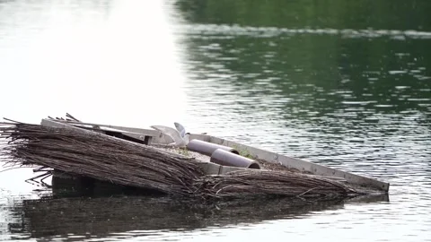 Common tern (Sterna hirundo) sitting on an island Stock Footage 245496353