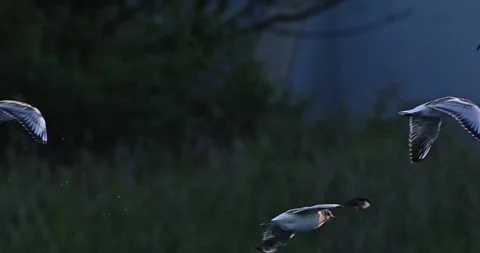 Common Tern Sterna Hirundo in slow motion Stock Footage 277949674