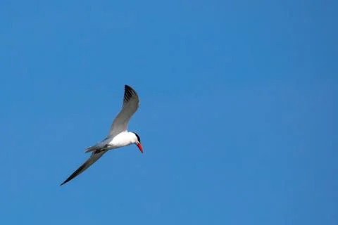 Common Tern (Sterna hirundo) soaring in a blue sky in summer Foto stock