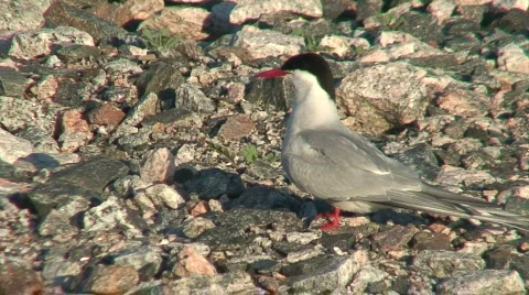 Common tern (Sterna hirundo) watching 1 Stock Footage 81232