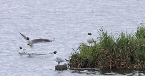 Common Tern Sterna Hirundo in the Żabie Doły reserve in slow motion Stock Footage 271192141