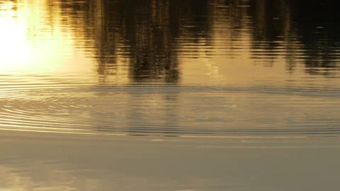 Common tern  Sterna hirundo12 hd  100 fps slow motion Stock Footage 171569212