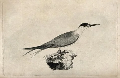 A common tern (Sterna species). Etching by Eliza D. Stock Illustration