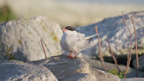 Common Tern Turing Around on Rock with Plants Stalks Behind Stock Footage 277582379